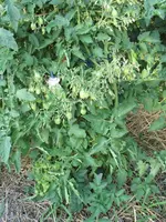 IMG_0935a.webp
