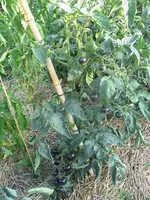 IMG_0936a.webp