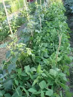 IMG_0937a.webp