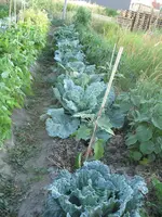 IMG_0938a.webp