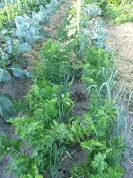 IMG_0942a.webp