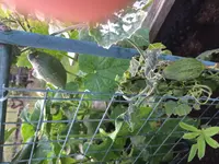 2017-07-06 Luffa HB2.webp