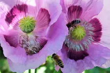 DSCF9336 (2).webp