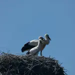 P1000720.webp