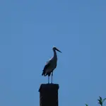 P1000727.webp