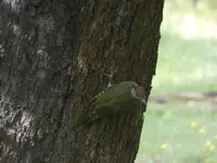 P1000590.webp