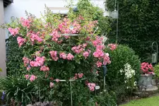 Rose Juanita0516.webp