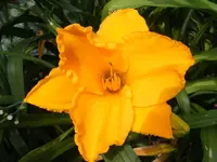 Lilie dunkelgelb.webp