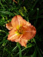 P1140135.webp