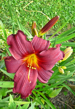 P1140149.webp