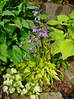 P1140155.webp