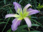 lovely light_1067x800.JPG