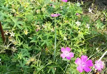violette Staude.webp