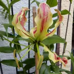 DSCN4240.jpg