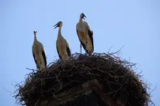 DSCN3288.webp