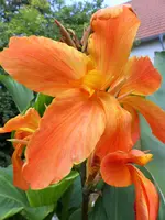 Canna.jpg
