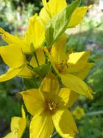 Lysimachia.webp