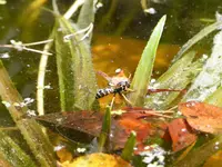 trinkende Wespe.jpg