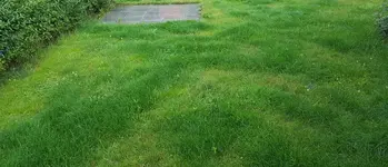 2017 07 01 Rasenpflege.webp