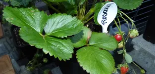 Rosana.webp