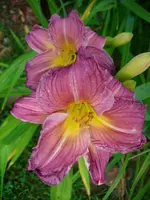 DSCI0377.webp