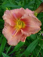 DSCI0378.webp