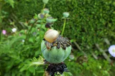 DSCF9359 (2).JPG