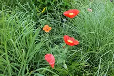 DSCF9364 (2).webp