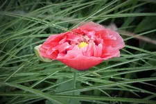 DSCF9365 (2).webp