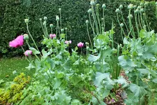 DSCF9369 (2).webp
