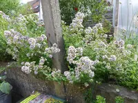 P1050766.webp
