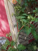 20170708_124911.webp