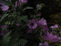 P1010274.webp