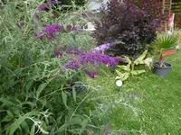 P1010271.webp