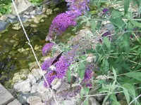 P1010284.webp