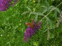 P1010280.webp