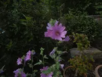 P1010275.webp