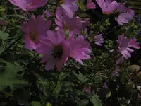 P1010294.webp