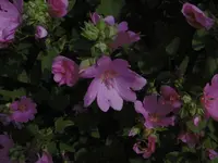 P1010293.webp