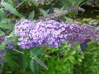 P1010289.webp