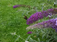 P1010288.webp