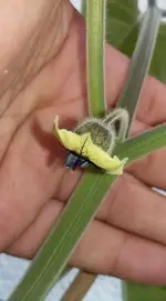 physalisblüte.jpg