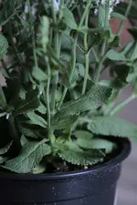 _MG_8318.webp