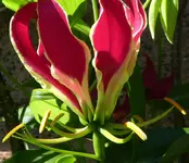 Ruhmeskrone 06.webp
