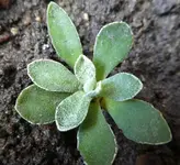 StdVermg 07.webp