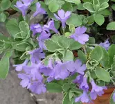 StdVermg 11.webp