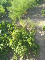 IMG_20170707_183540.webp