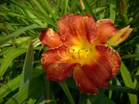 DSCI0379.webp
