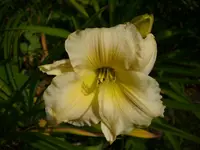 DSCI0380.webp