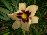 DSCI0382.webp